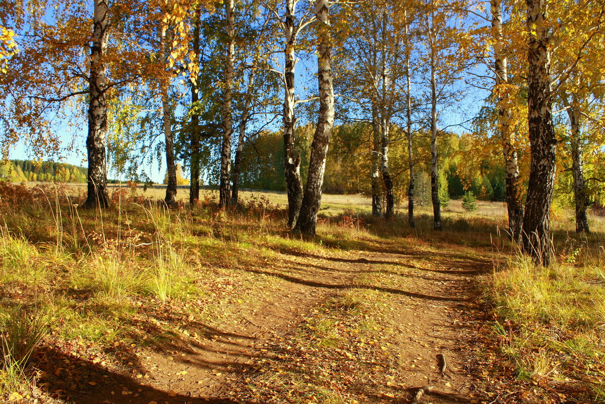 Осень в березовой роще - Нэля Лысенко