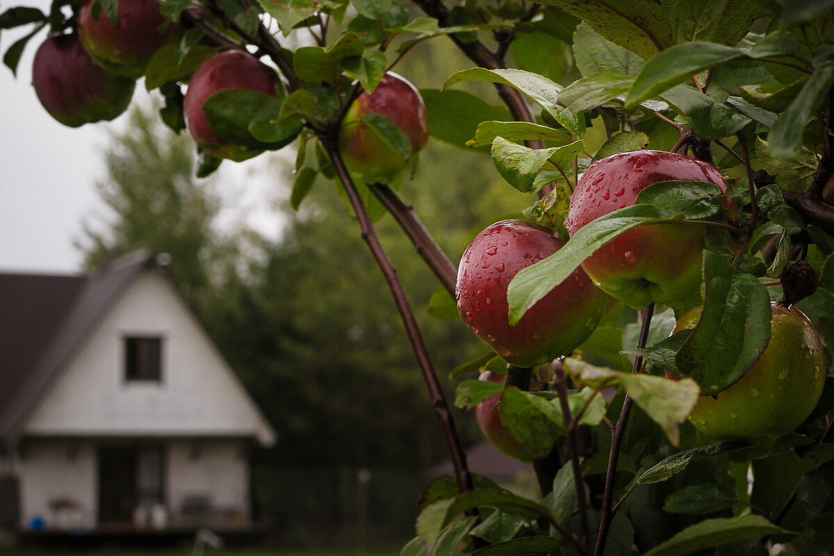 Осенние яблоки. - Олег Бабурин