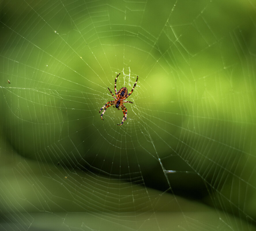 spider - Zinovi Seniak