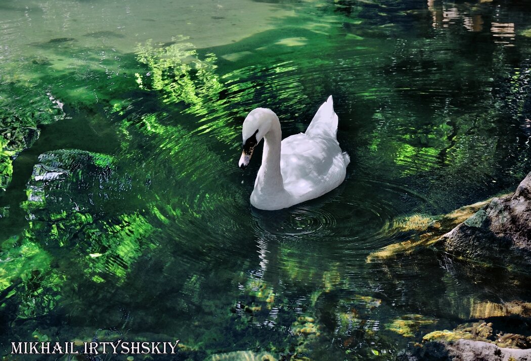 Белый лебедь на пруду - Mikhail Irtyshskiy