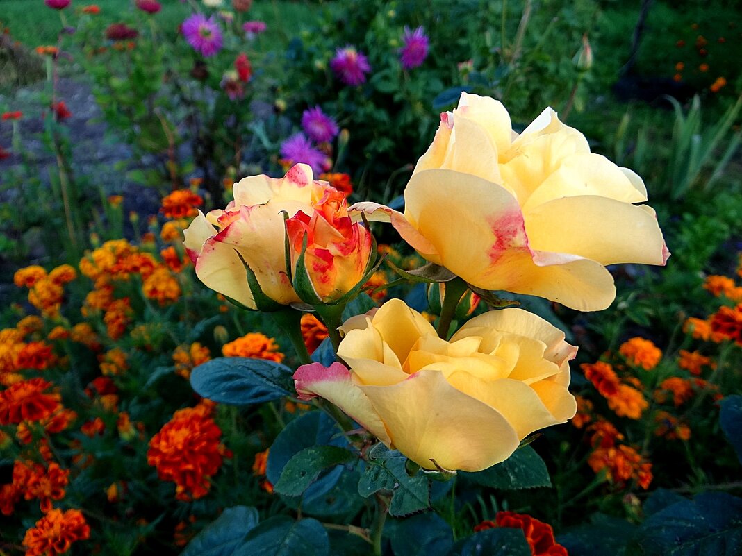 Осенние розы - Антонина Гугаева