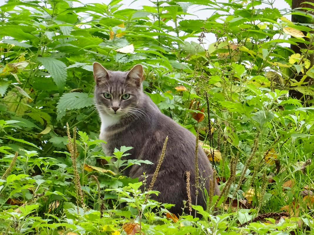 Котэ - Денис Бочкарёв