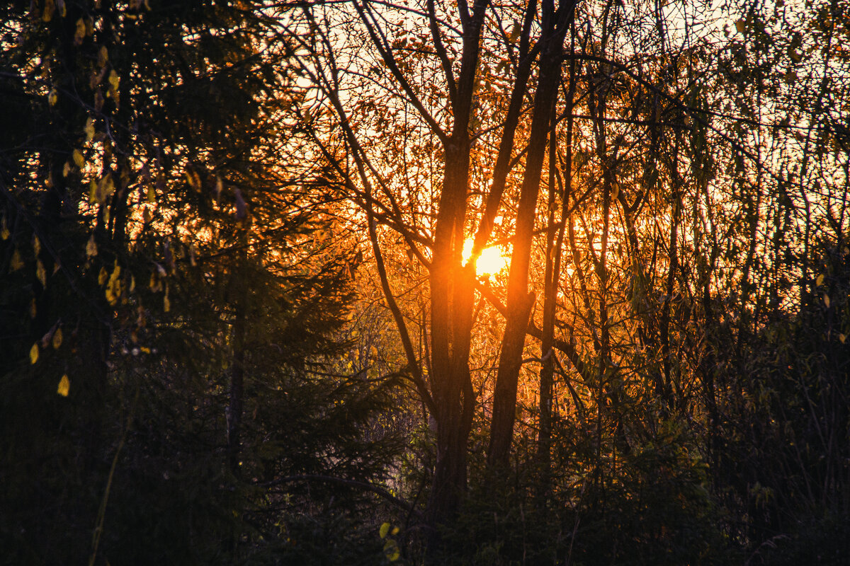восход солнца в лесу. - petyxov петухов