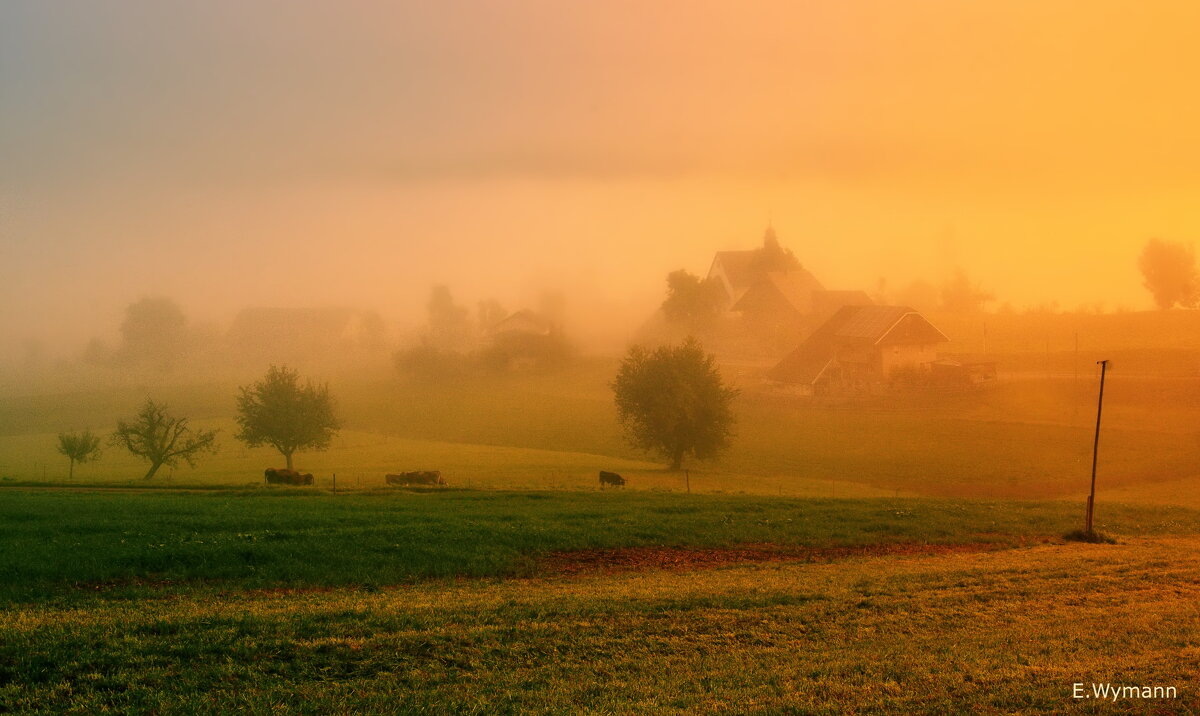 misty morning - Elena Wymann