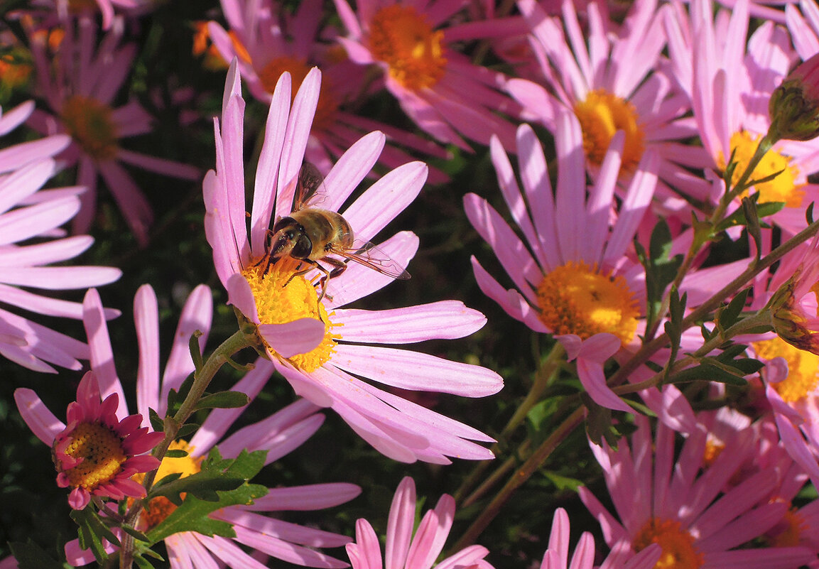 Солнышко светит, цветы и пчёлки радуют... Красивый октябрь! - Тамара Бедай 