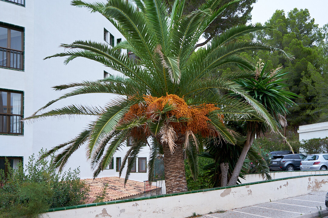 финиковая пальма - Sergej 