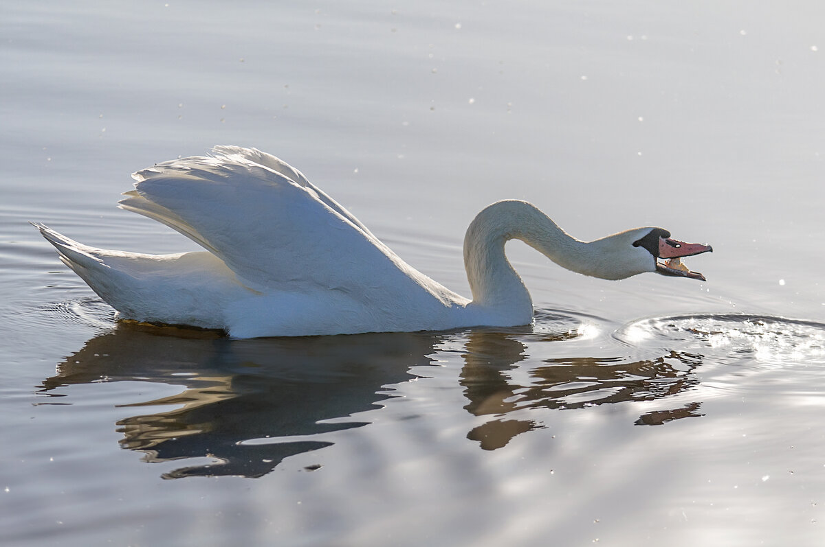 Лебеди на Шумилинском озере - Анатолий Клепешнёв