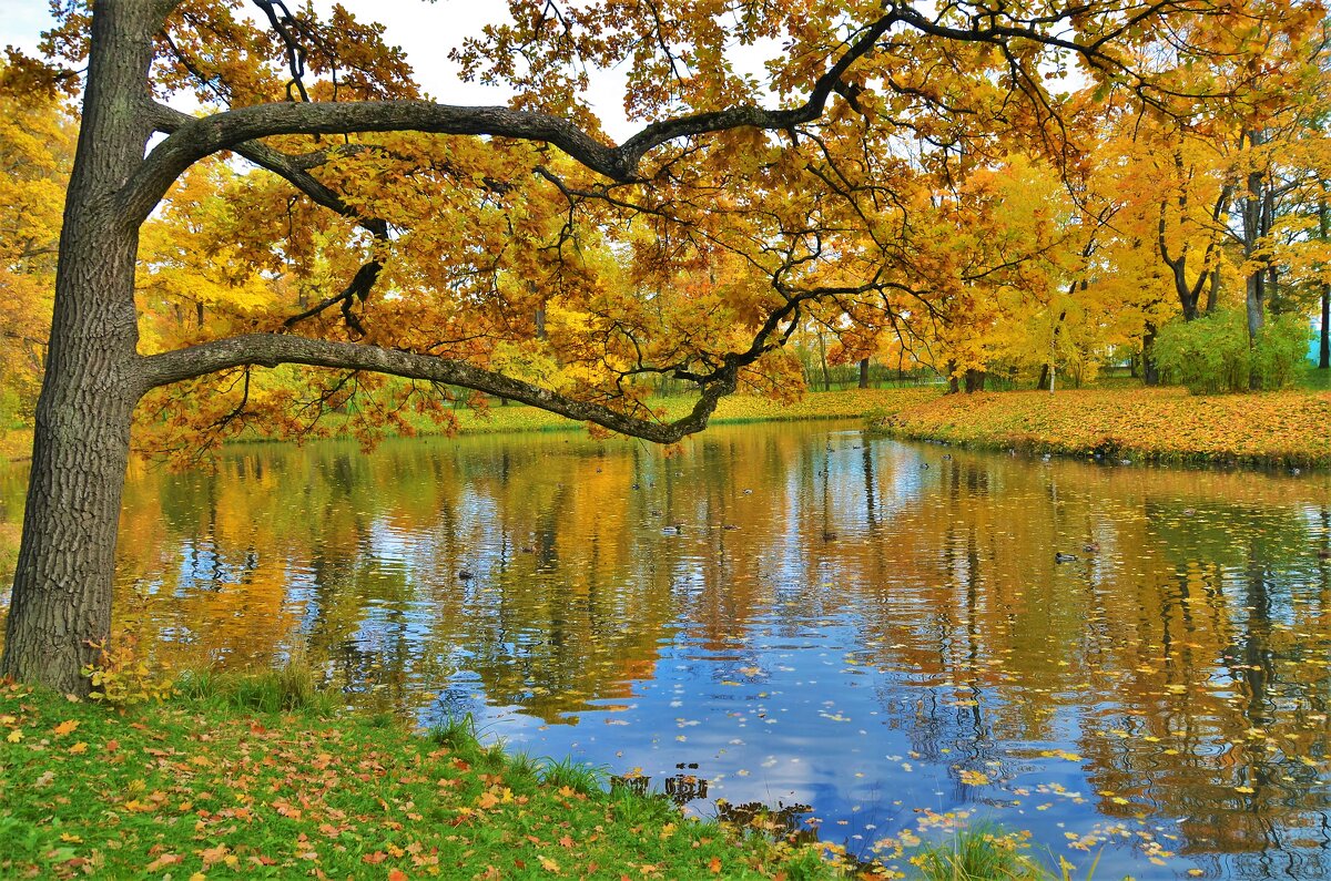 Золотая осень на прудах"Озерки"... - Sergey Gordoff