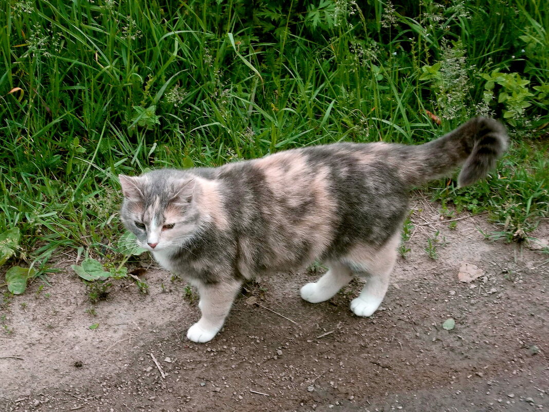 Парковая кошка. - VasiLina *