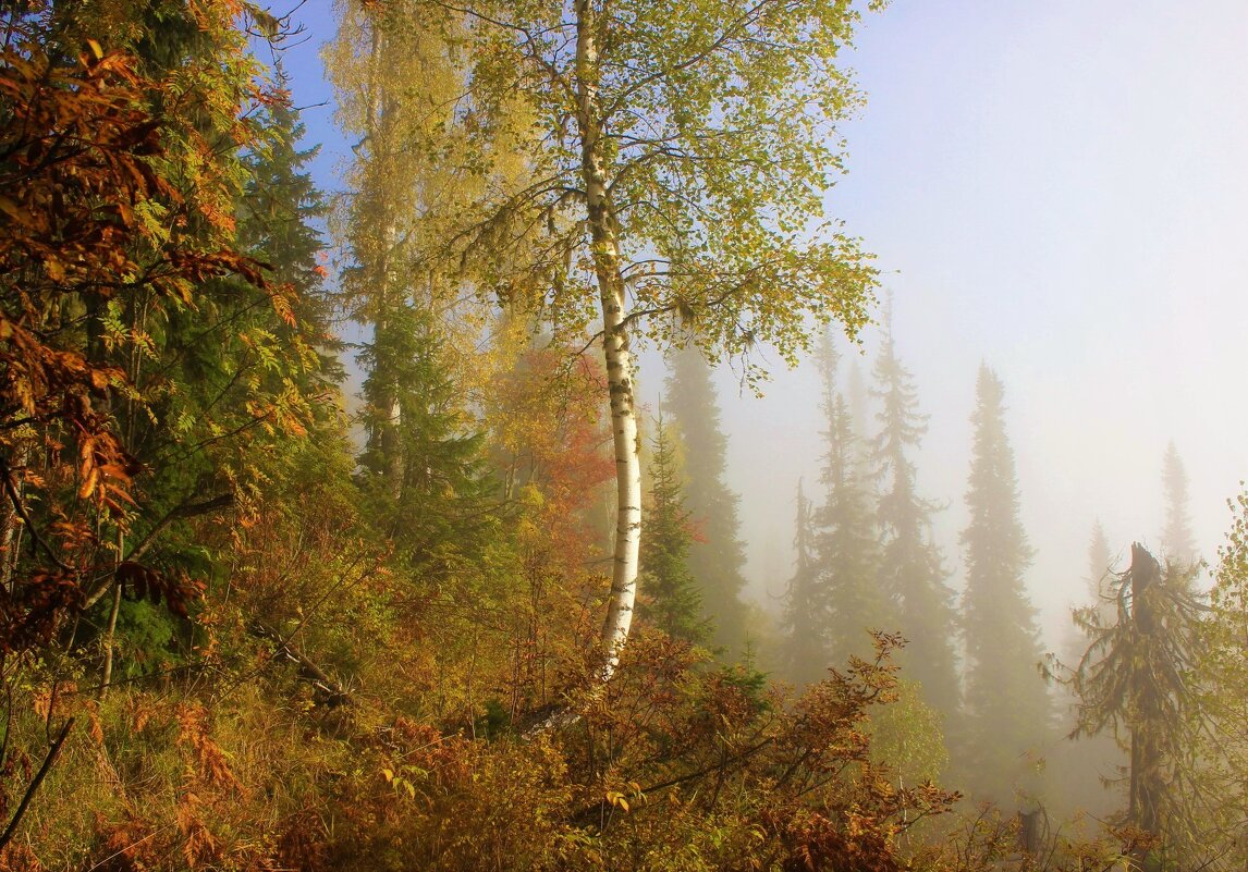 Осенний туман - Сергей Чиняев 