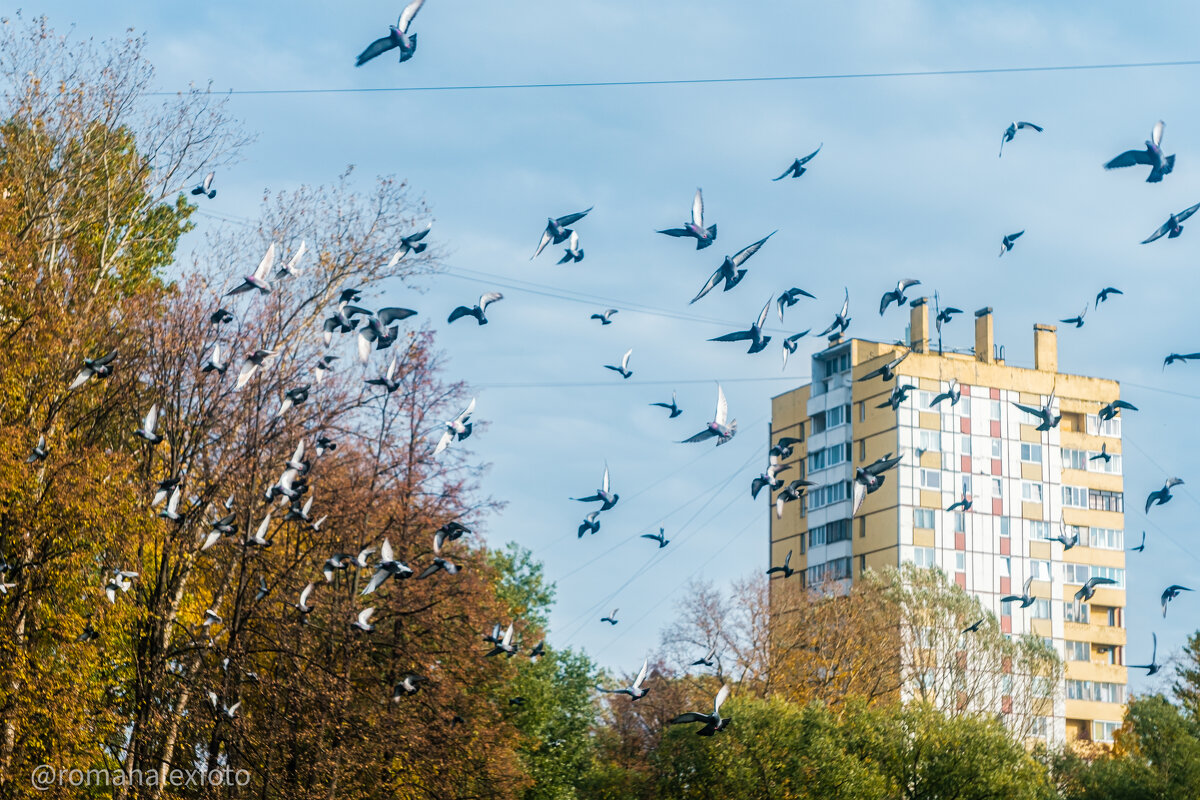 Стая - Роман Алексеев