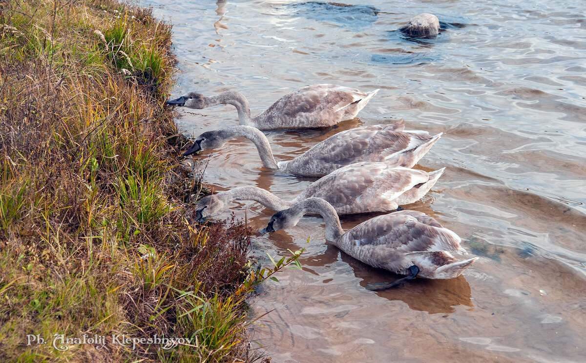 Молодые лебеди дружно поедают прибрежные водоросли.  (Снято на SONY Cyber-Shot DSC-R1) - Анатолий Клепешнёв