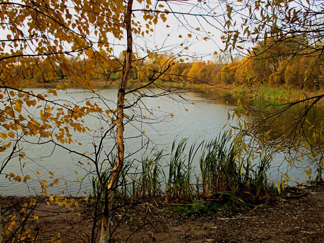 Осенний пруд. - Татаурова Лариса 