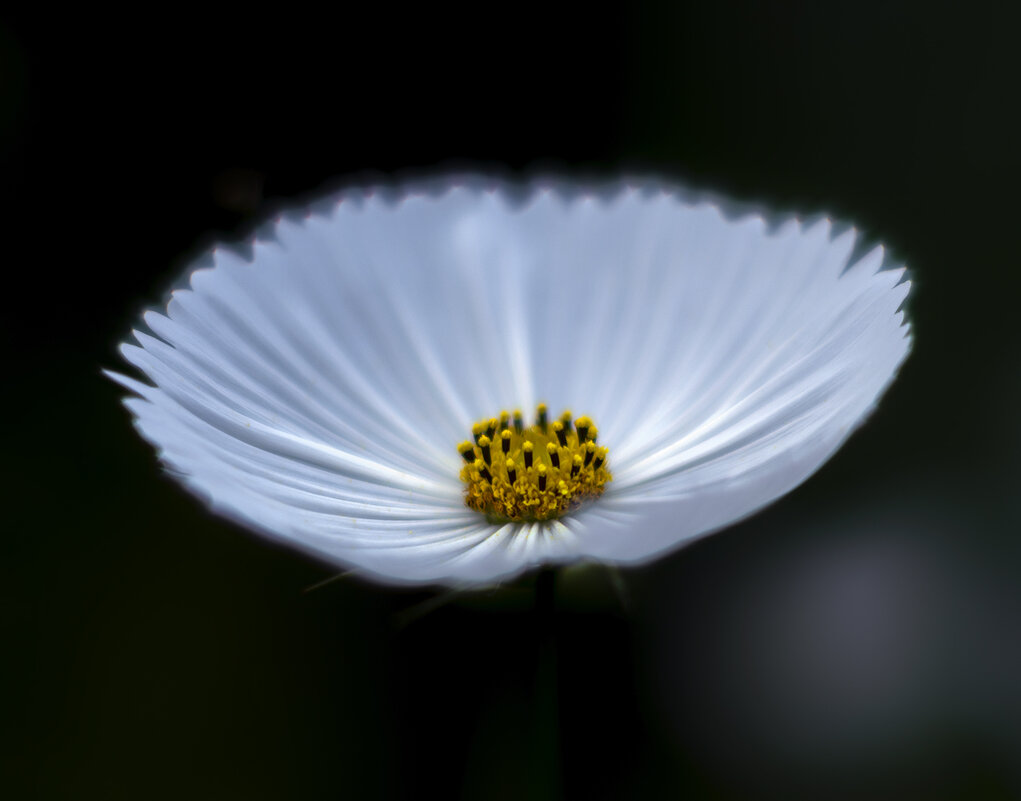 cosmos cupcakes white - Zinovi Seniak