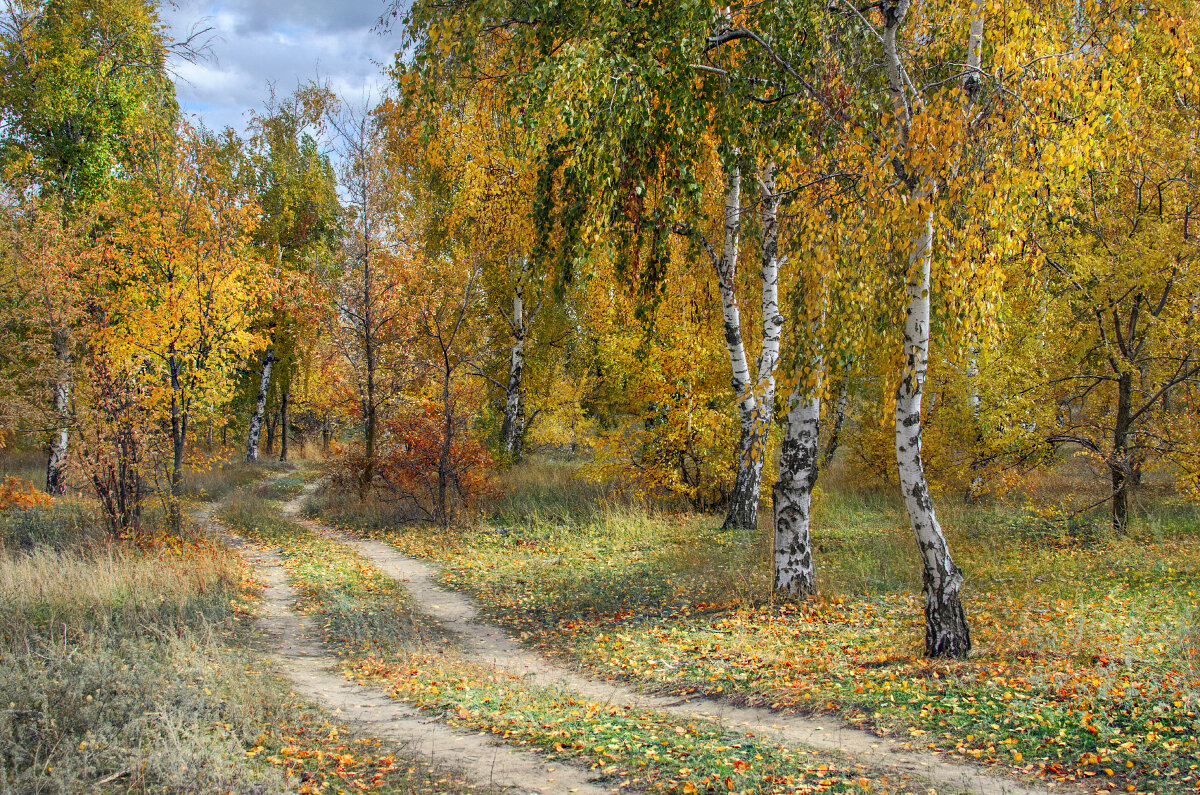 "Березовая осень" - Александр 