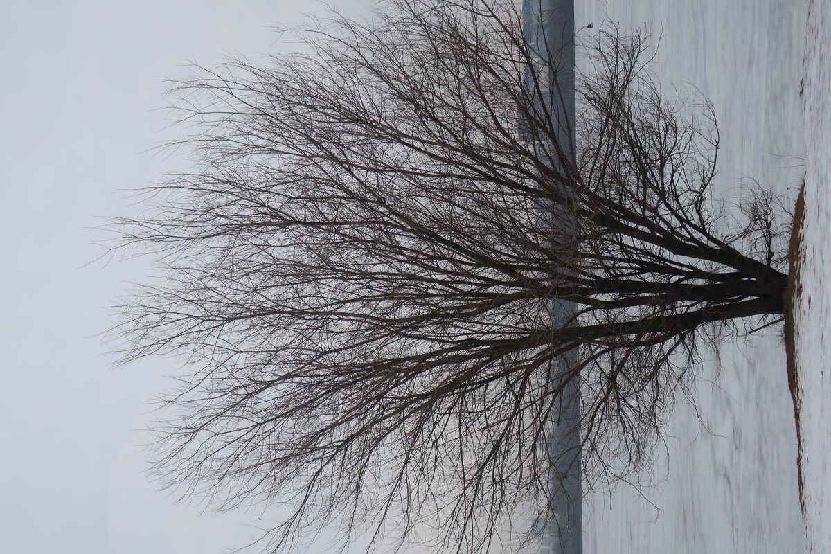 Одинокое дерево - Алла Яшникова