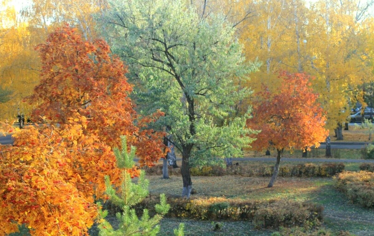 Золотая осень, за моим окном - Горкун Ольга Николаевна 