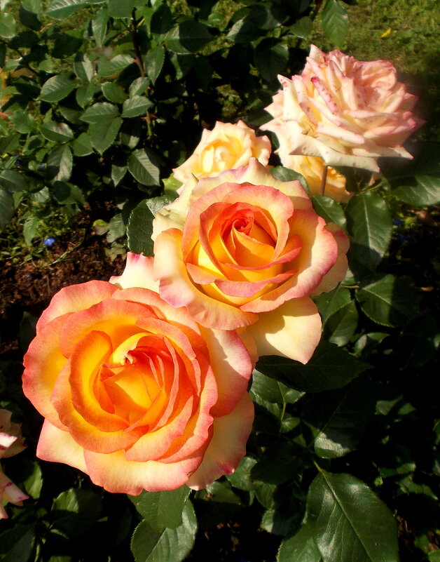 Три прекрасные розы. - VasiLina *