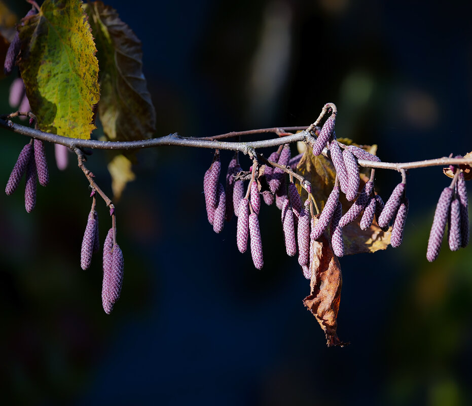 hazel catkins - Zinovi Seniak