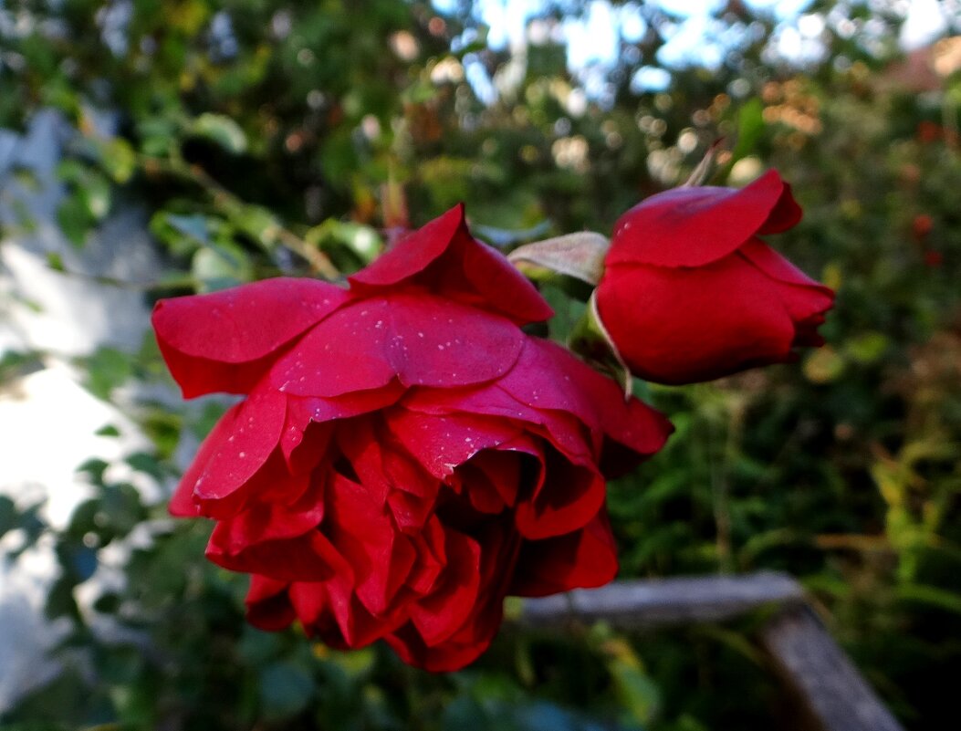 Октябрь розы - Антонина Гугаева