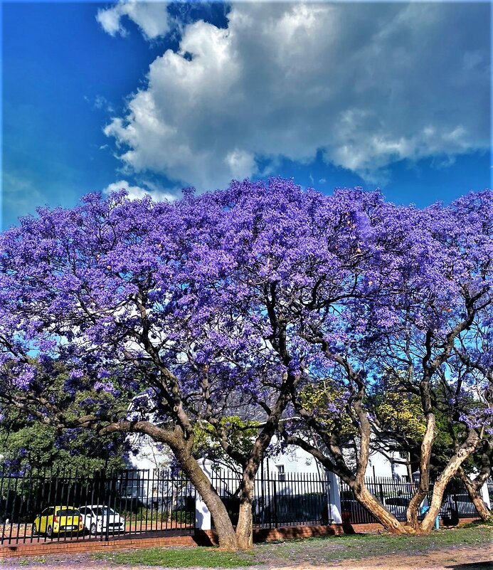 Весна в Йоханнесбурге... - Евгений Яхим