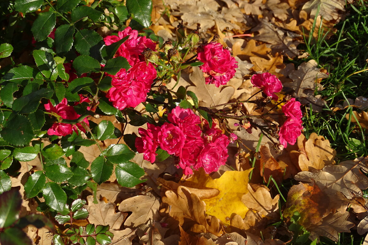 розы и листья (природа в любое время года красива, стоит только присмотреться) - Anna-Sabina Anna-Sabina