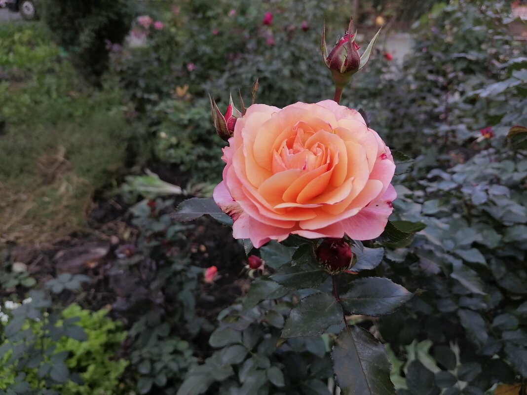 Роза чайно-гибридная Жаде