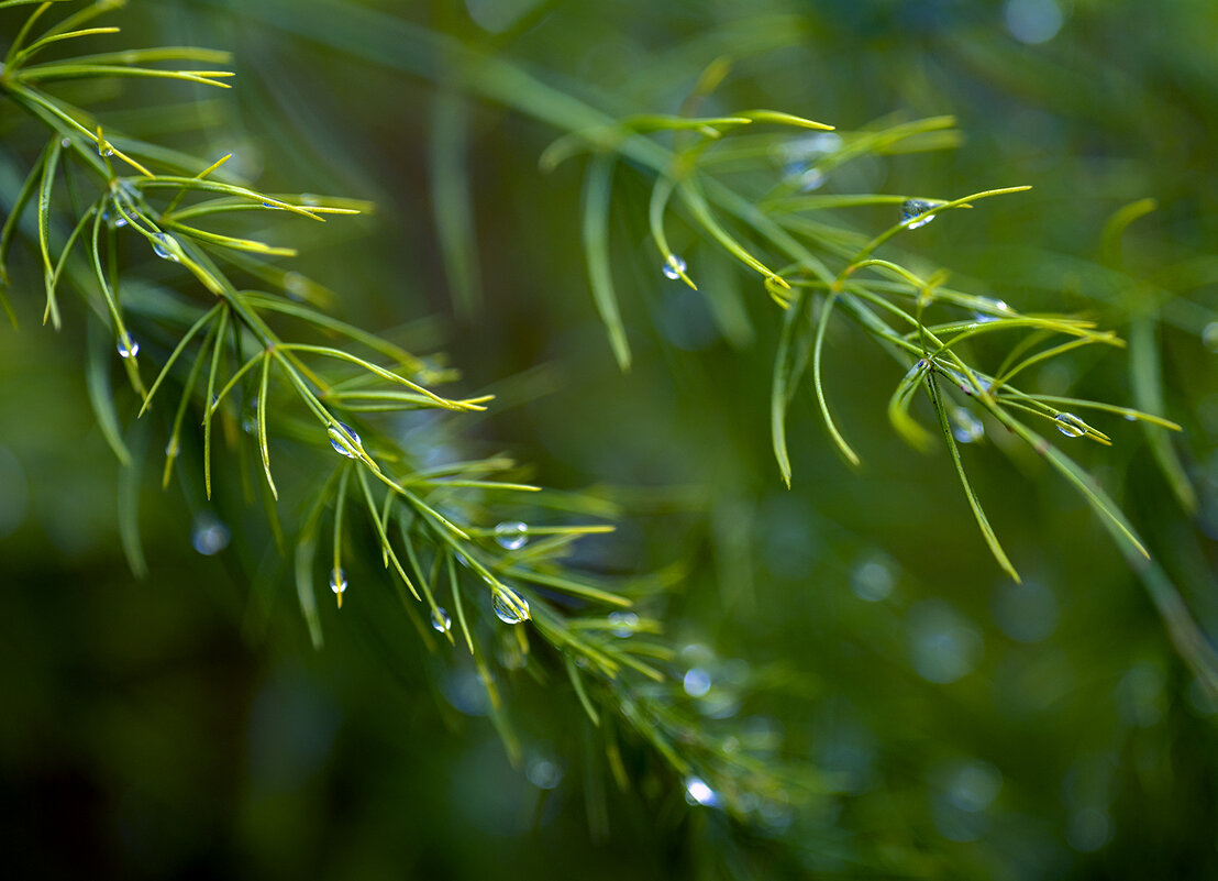 raindrops - Zinovi Seniak