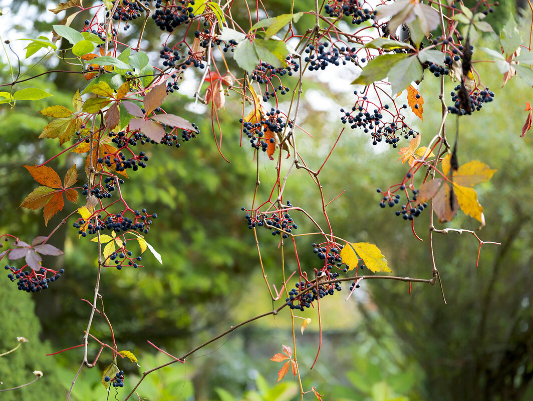 wild grapes - Zinovi Seniak