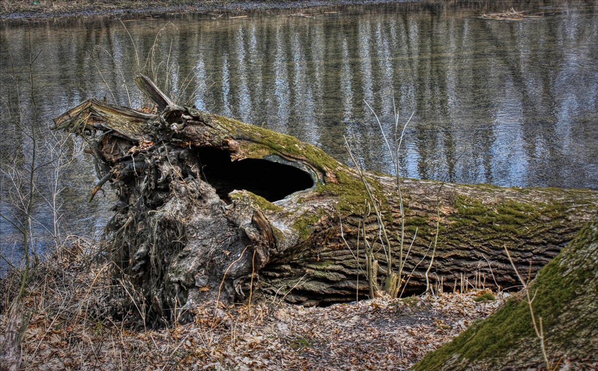 Небольшая речушка в паводок подмыла 150-летний вяз… - Глeб ПЛATOB