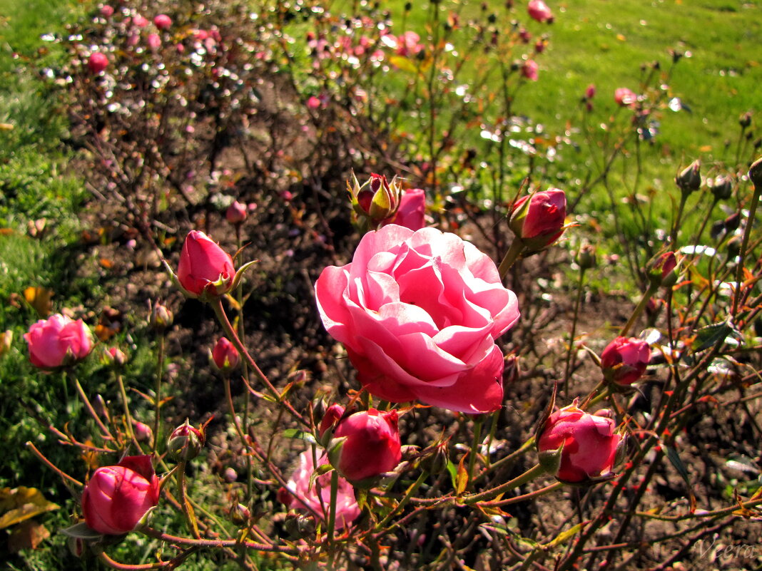 Розы в парке Тойла-Ору - veera v
