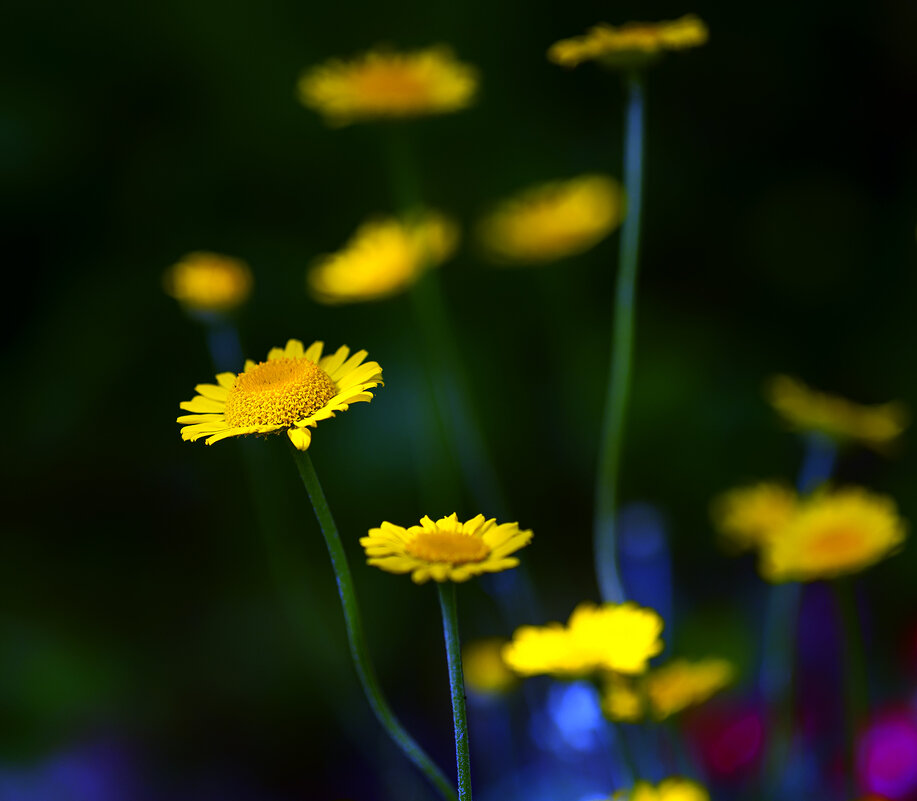 in yellow - Zinovi Seniak