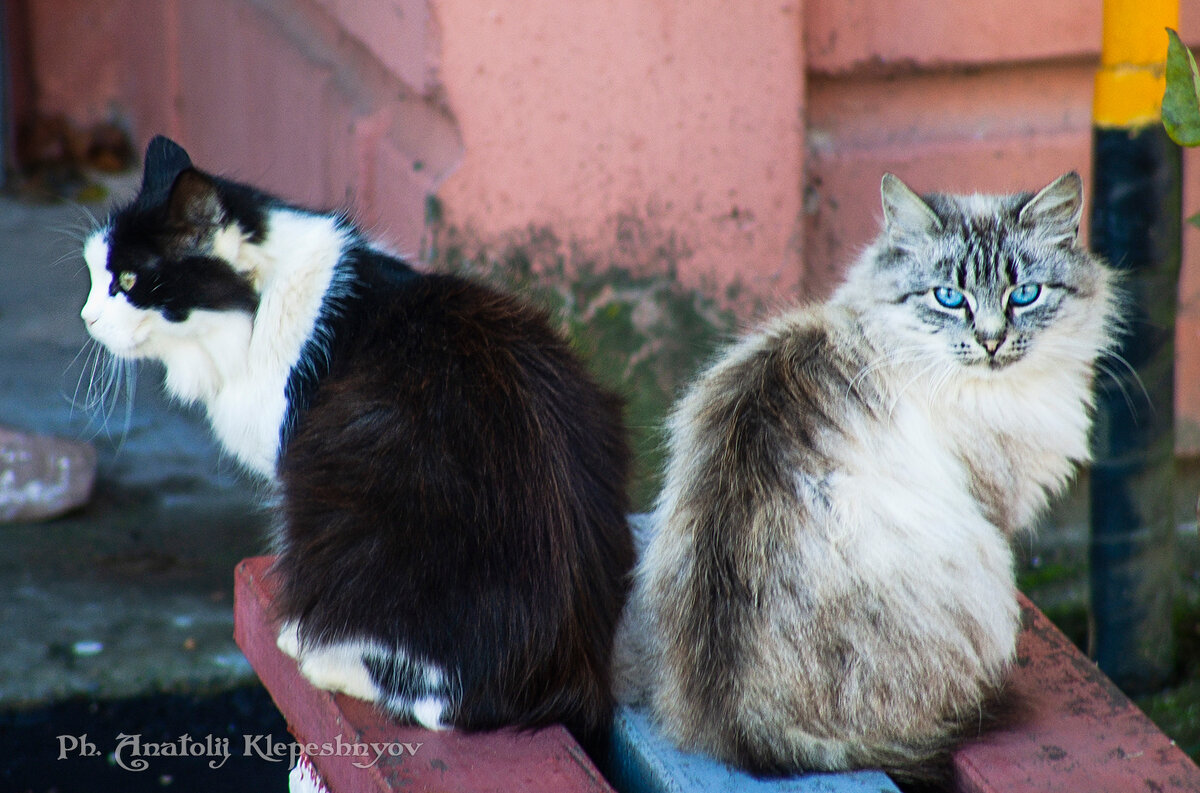Влюблённая парочка соседских котиков. (Снято на SONY Cyber-Shot DSC-F828) - Анатолий Клепешнёв