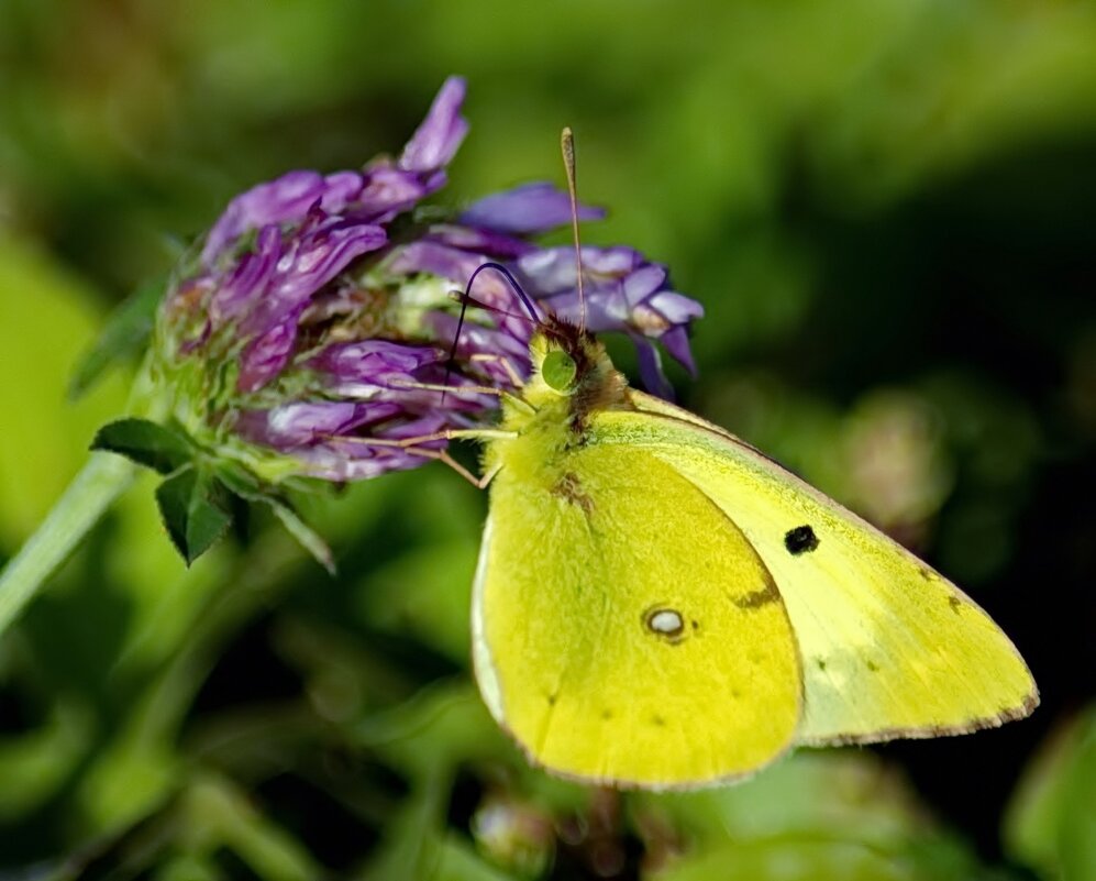 Желтая бабочка - Татьяна Н.