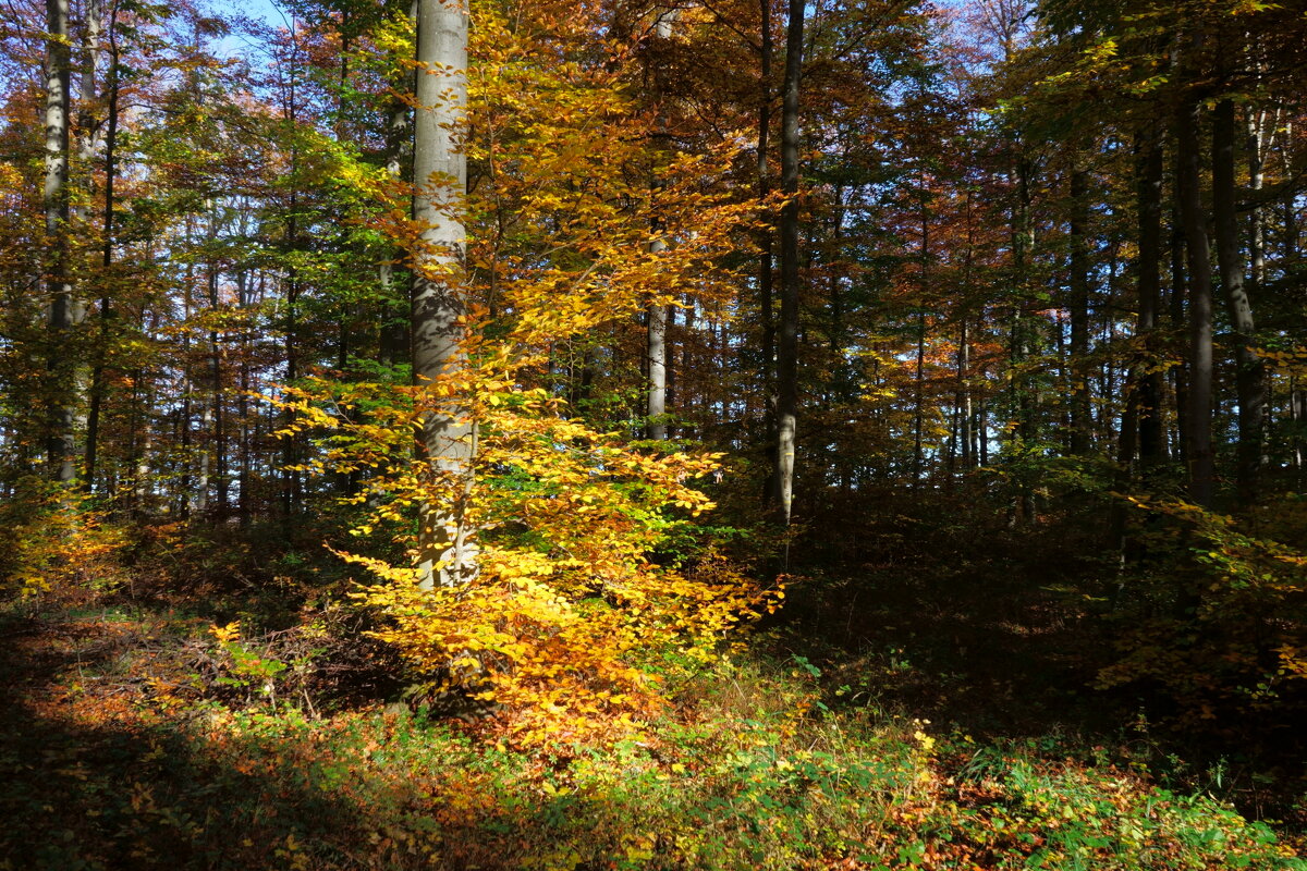 Осенний лес - Sergej 