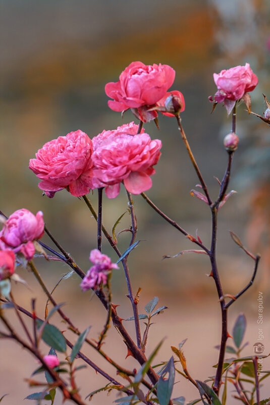 Красота октябрьских роз - Игорь Сарапулов