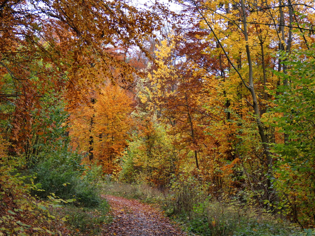 Осень в лесу - Heinz Thorns