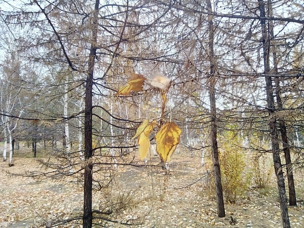 Последний жёлтый лист... - Георгиевич 