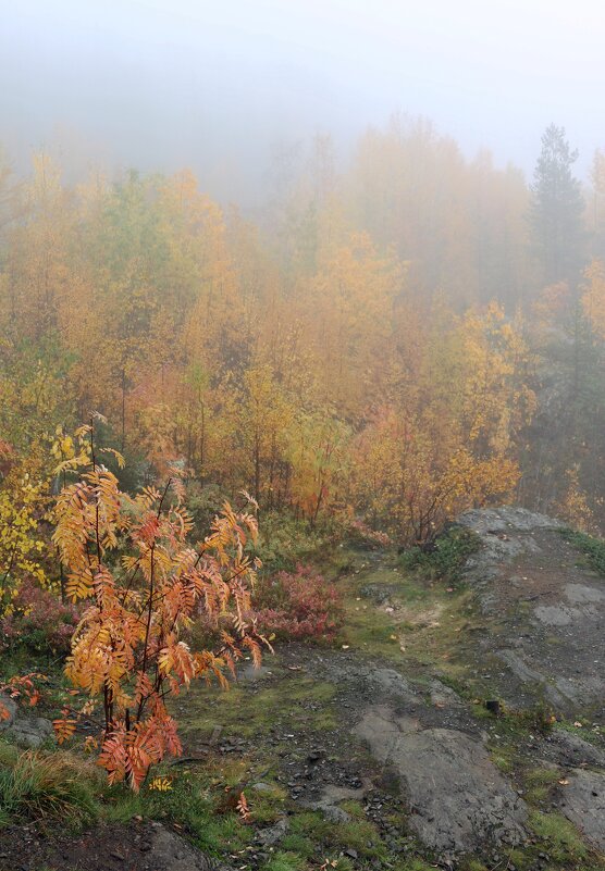 Осень в тумане - Ольга 