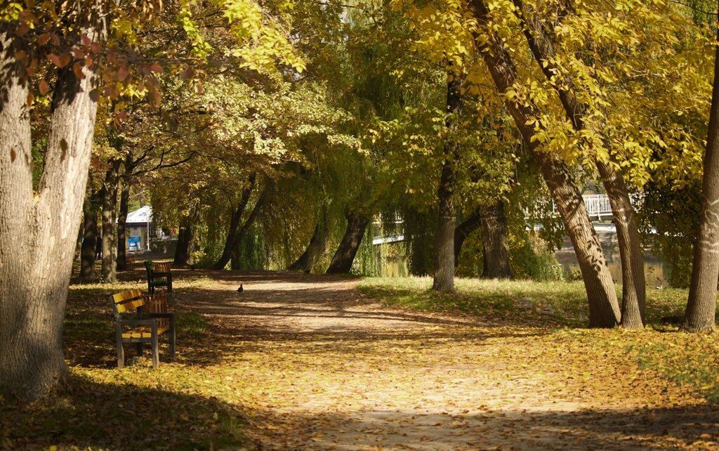 Чаровница осень. - barsuk lesnoi