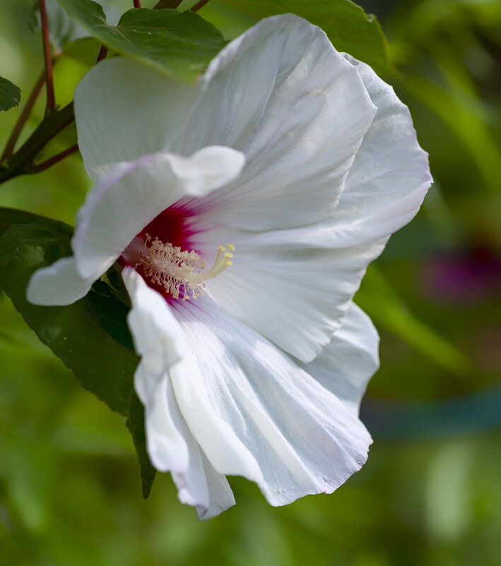 hibiscus - Zinovi Seniak