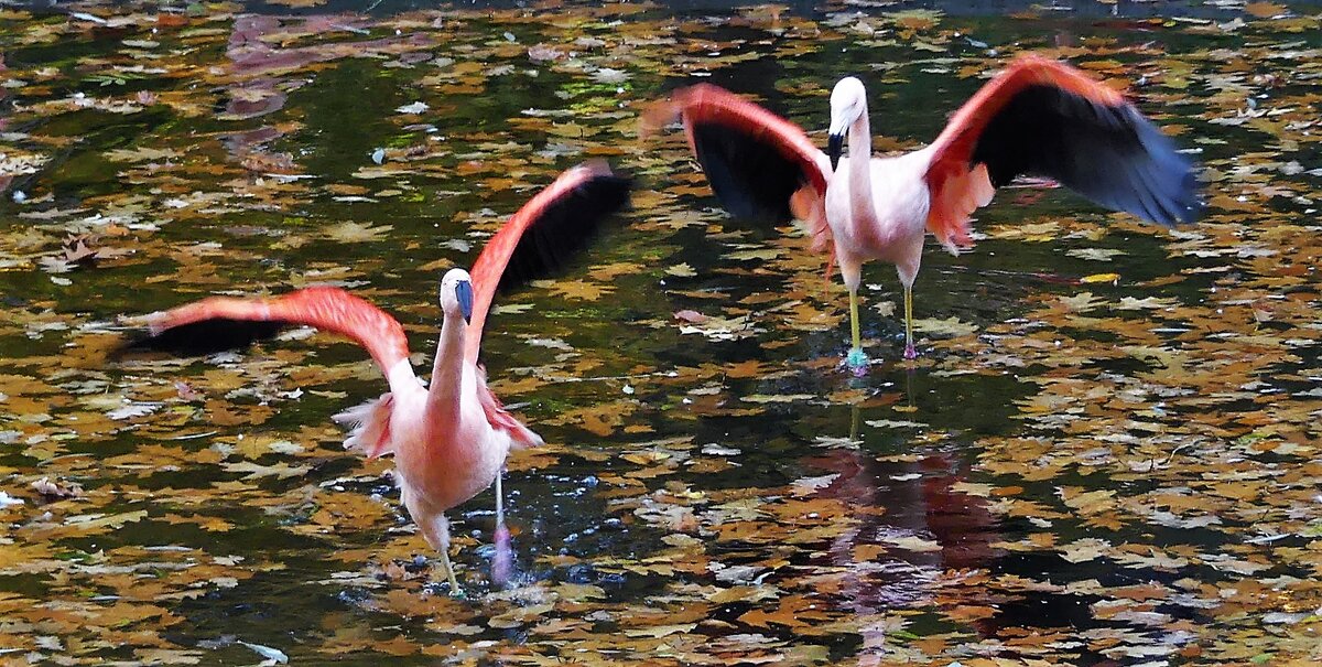 Танец розовых фламинго - Владимир Манкер