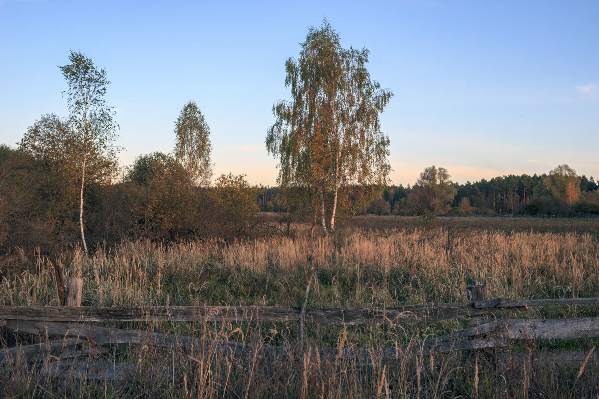 У изгороди - оксана 