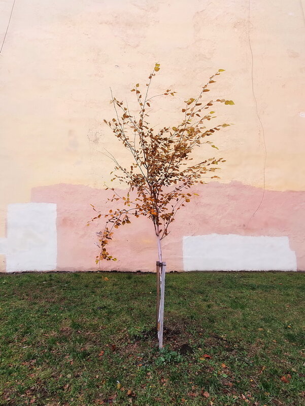 Одинокое дерево на фоне супрематической стены - rittchie 