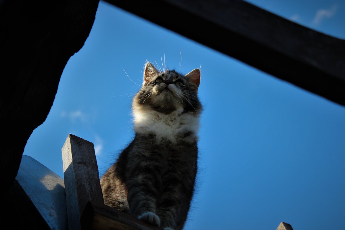 Сидит на крыше кошка и смотрит на кота - Ирина Климченкова