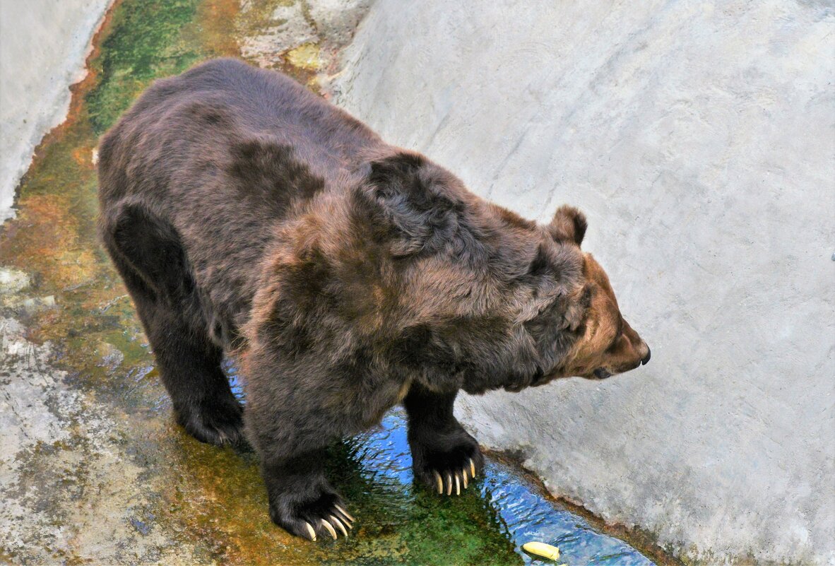 Бурый медведь - Константин Анисимов