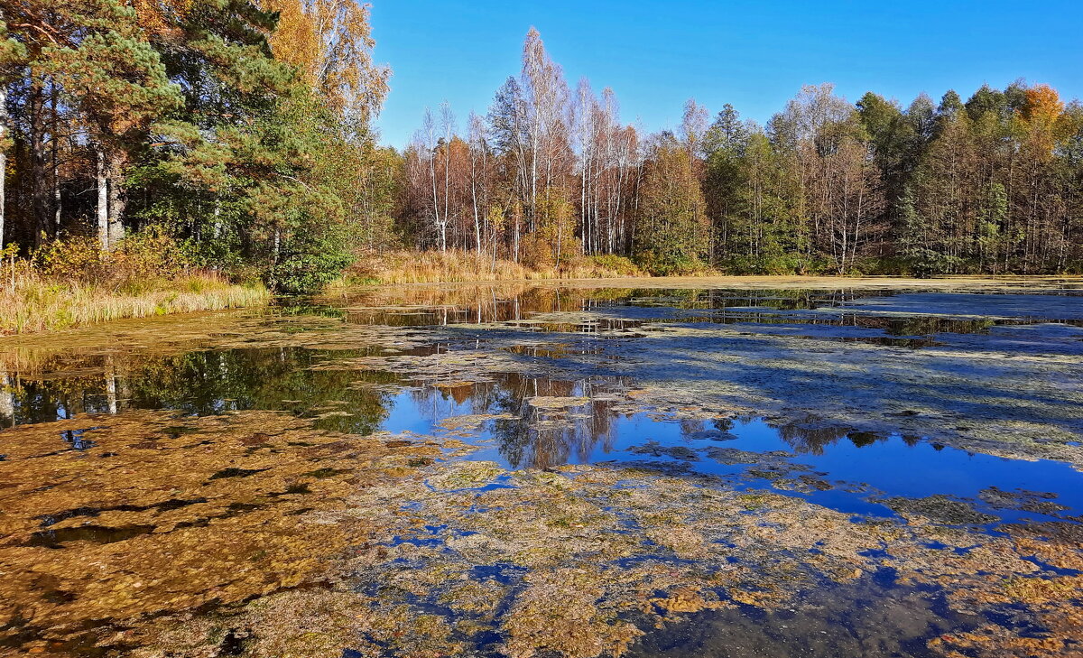 Озеро Рясник - Елена Кирьянова