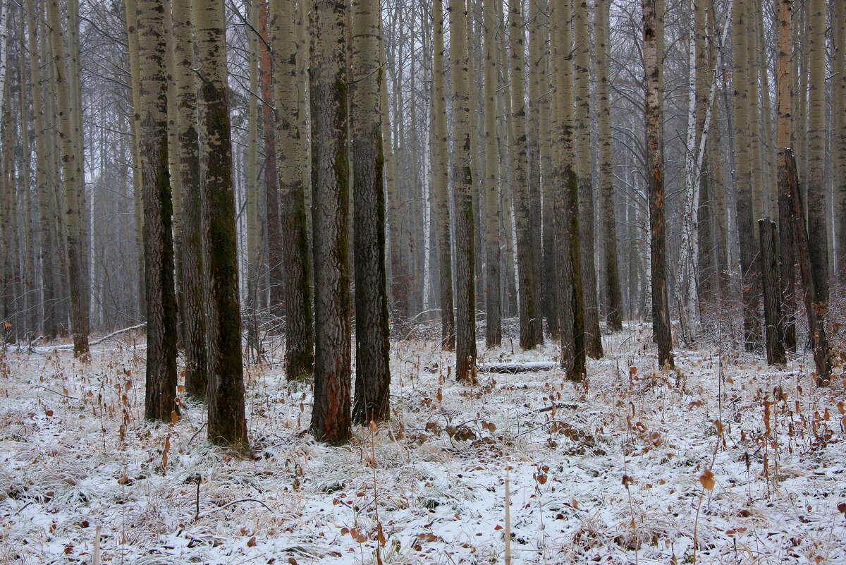 Ноябрь в лесу - Нэля Лысенко