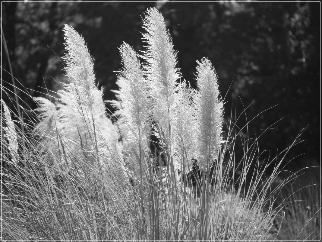 Пампасная трава,  кортадерия Cortaderia selloana - wea *