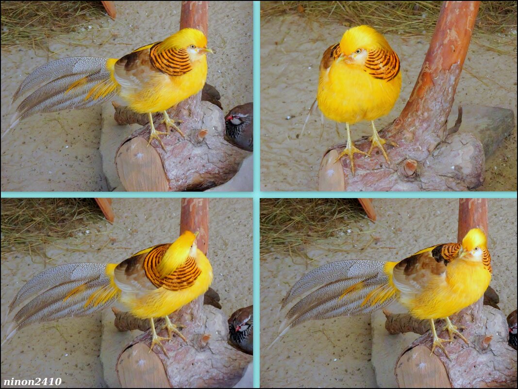 Жёлтый золотой фазан - Нина Бутко